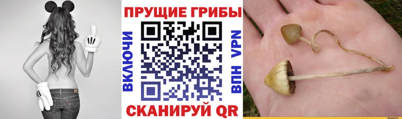 Псилоцибиновые грибы Cubensis  Новочебоксарск 